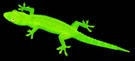 Lizard